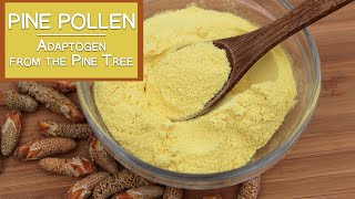 Pine Pollen The Nutritious Adaptogen from the Pine Tree [upl. by Refeinnej]