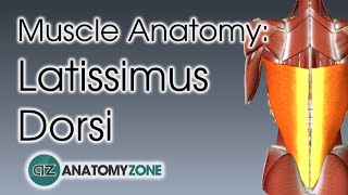 Latissimus Dorsi  Muscle Anatomy [upl. by Thapa248]