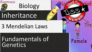 3 Mendelian Laws of Inheritance  Fundamentals of Genetics Examrace [upl. by Ninon]