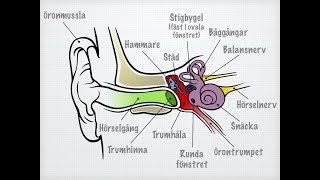 Hörsel och balans [upl. by Enneibaf]