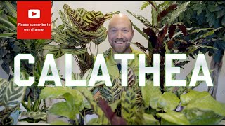 All you need to know about Calathea [upl. by Nelram]