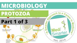 Protozoa  Microbiology  USMLE STEP 1  Part 1 of 3 [upl. by Niarb301]