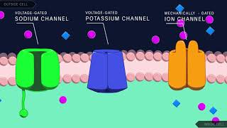 Action Potential in the Neuron [upl. by Brockwell848]