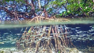 Marine Life in The Mangroves Coast [upl. by Norbel]