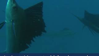 What Is A Sailfish [upl. by Vijar]