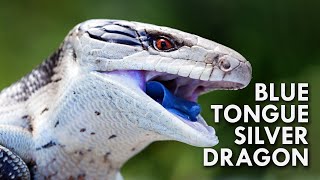 Blue Tongued Skink The Dragon With A Blue Tongue [upl. by Karame]