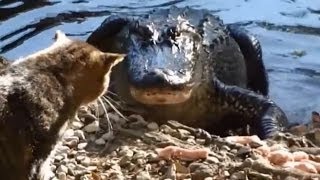 Alligators OWNED by Cats Compilation [upl. by Katt]