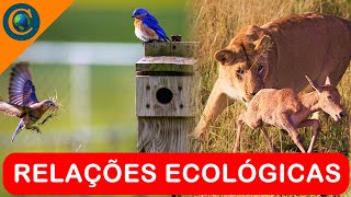 ECOLOGIA  RELAÇÕES ECOLÓGICAS INTERAÇÕES [upl. by Ravahs]