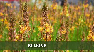 Vom Garten zur Hausapotheke Die vielseitige Bulbine [upl. by Trinia839]