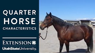 Quarter Horse Characteristics [upl. by Neelrad616]