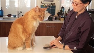 Maine Coon Cat Grooming with The Pet Maven [upl. by Airegin]