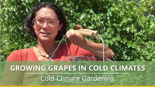 How to Grow Grapes in Cold Climates [upl. by Blas]