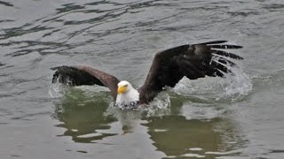 Bald Eagle Swimming [upl. by Lennahc795]