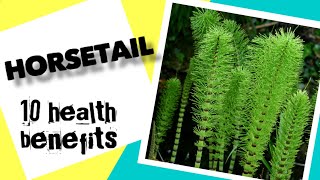 10 Health Benefits of Horsetail  Herbal Medicine [upl. by Plossl]