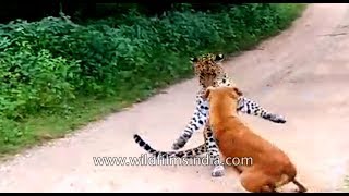 Dog barks and chases off leopard that came to attack him [upl. by Monahan]