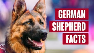 German Shepherd Everything You Need to Know [upl. by Garrard]