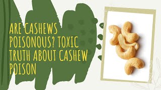 Are Cashews Poisonous Toxic Truth about Cashew Poison [upl. by Drusie]