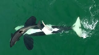 WILD KILLER WHALES SEXUAL BEHAVIOUR [upl. by Aurie]