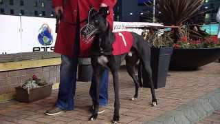 Enterprise Targeted Solutions Irish Greyhound Derby Round 01 Heats 110 [upl. by Elyac468]