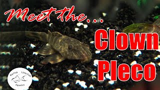 Meet the Clown Pleco L104  Species Profile [upl. by Haramat]