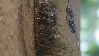 Parasitic wasp laying eggs in the pupa of a moth [upl. by Ainevuol]