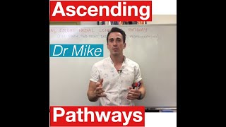 Sensory Pathways MADE EASY [upl. by Taran807]