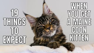 19 Things to EXPECT When You Get a Maine Coon Kitten [upl. by Renckens675]