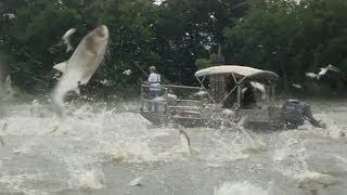 Monster jumping carp threat to Great Lakes  BBC News [upl. by Aubigny]