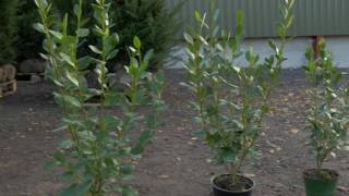 All you need to know about Griselinia littoralis hedging plants  Hopes Grove Nurseries [upl. by Daryle]