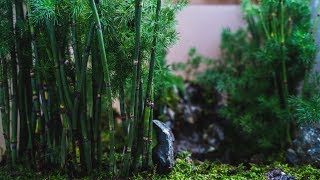 Making a Bamboo Forest [upl. by Ater646]