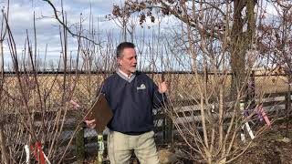 How to Choose a Flowering Dogwood Cornus florida [upl. by Nereen]