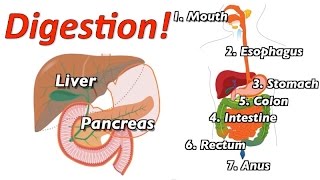 Understanding Digestion Mr Ws Music Video [upl. by Eissahc]