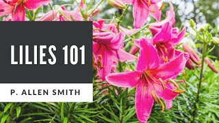 Lilies 101 Care Types and Handling [upl. by Kerat554]