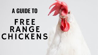 Start your Free range Chicken farm easily [upl. by Wilmar250]