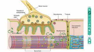 شرح muscle Contraction Cross Bridge Cycle Role of ATP in muscle Actin Myosin and ATP [upl. by Llewej]