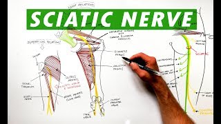 Sciatic Nerve  Anatomy Tutorial [upl. by Iknarf]