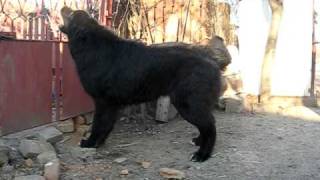 Romanian Raven Shepherd Dog  75 months  Ciobanesc corb [upl. by Craven378]