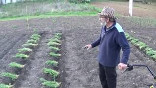 Plantando tomates con truco [upl. by Yellat]