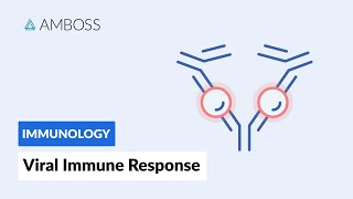 Immune Response to Viruses How the Body Reacts [upl. by Onyx]