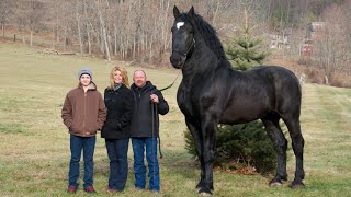 CABALLOS IMPRESIONANTES 10 razas de caballos que no creerás que existen [upl. by Kreiker]