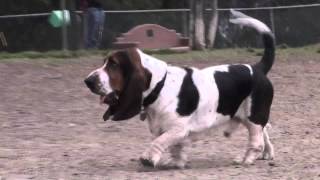 Secrets Of The Dog Park  Basset Hound [upl. by Tallulah]