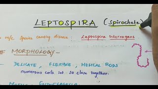 Leptospira  Microbiology  Handwritten notes [upl. by Gnivri]