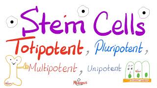 Stem Cells Types Totipotent Pluripotent Multipotent and Unipotent  Teratogens  Biology [upl. by Llenahc]