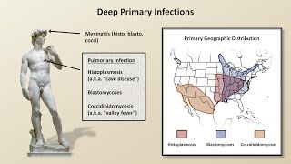 An Overview of Fungal Infections Fungal Infections  Lesson 2 [upl. by Elegna295]