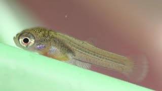 The Hidden World of a Baby Guppy [upl. by Evy]