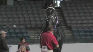 Windermere Farms World Champion Percheron Stallion [upl. by Finnegan]