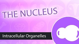 Intracellular Organelles The Nucleus [upl. by Paten]