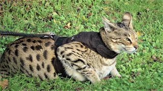 Savannah Cats ATTITUDE to Dogs [upl. by Hoi603]