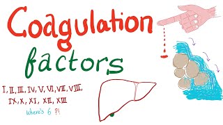 Coagulation Factors  Hemostasis  Hematology [upl. by Enelrad945]