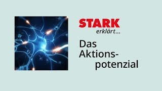 Das Aktionspotenzial  STARK erklärt [upl. by Yrok]